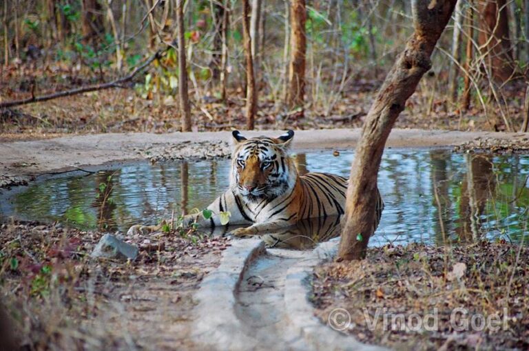 male-tiger-at-the-waterhole-at-Nagzira-Wildlife-Sanctuary